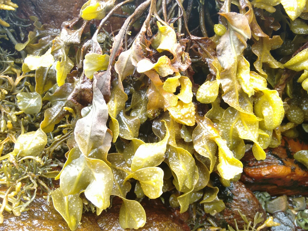 Photo of a Spiral Wrack