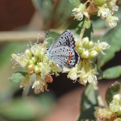 Euphilotes centralis