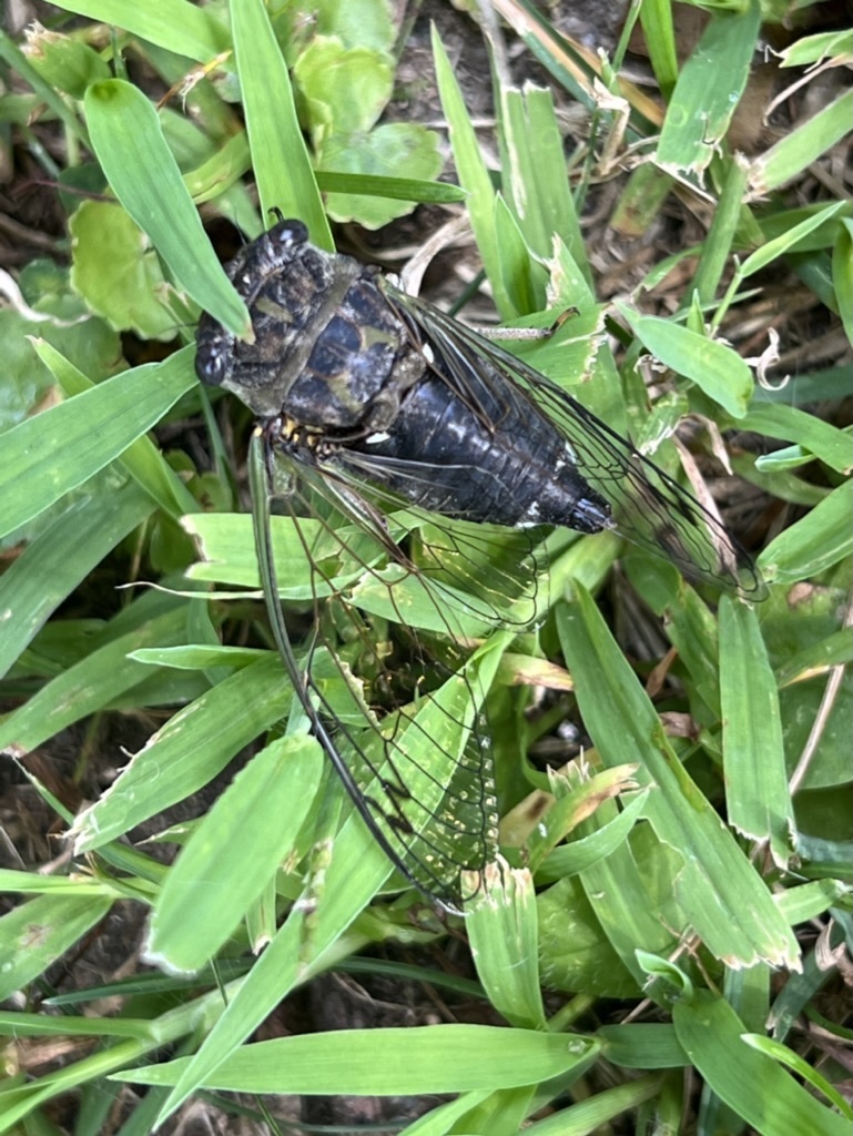 Northern Dog-day Cicada