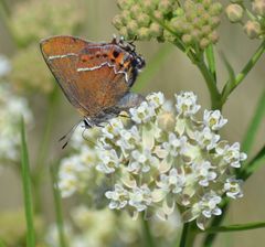 Callophrys spinetorum