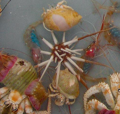 Acanthocidaris hastigera, 2006-10-18