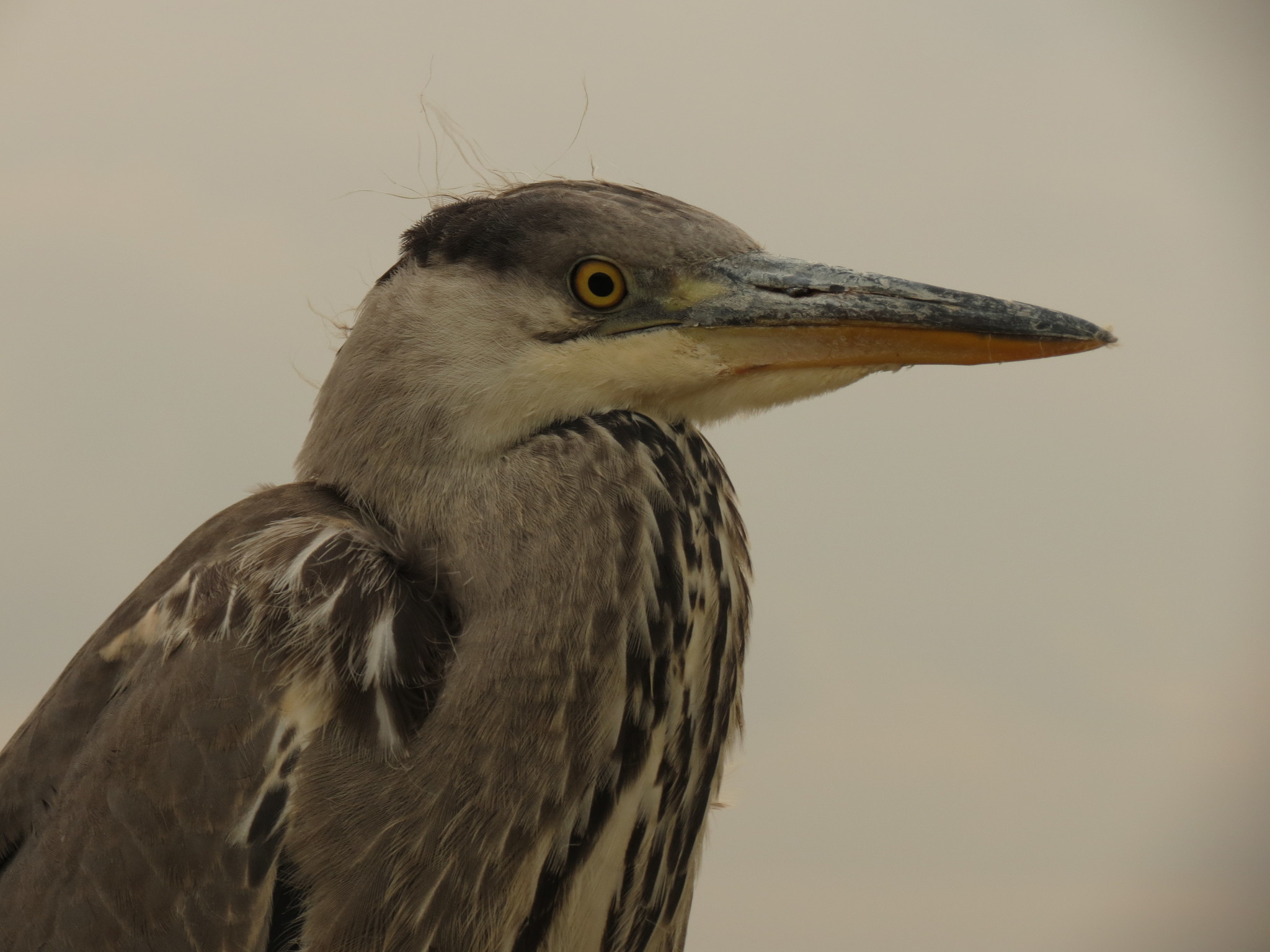 Grey Heron