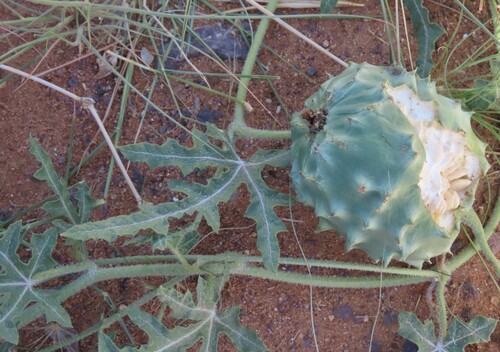 Gemsbok cucumber