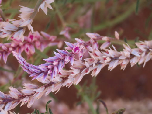 Image of Hermbstaedtia odorata by no rights reserved