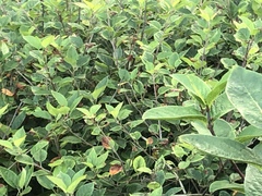 Lonicera involucrata