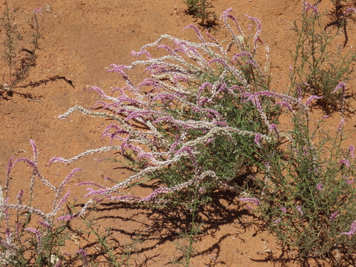 Image of Hermbstaedtia odorata by no rights reserved