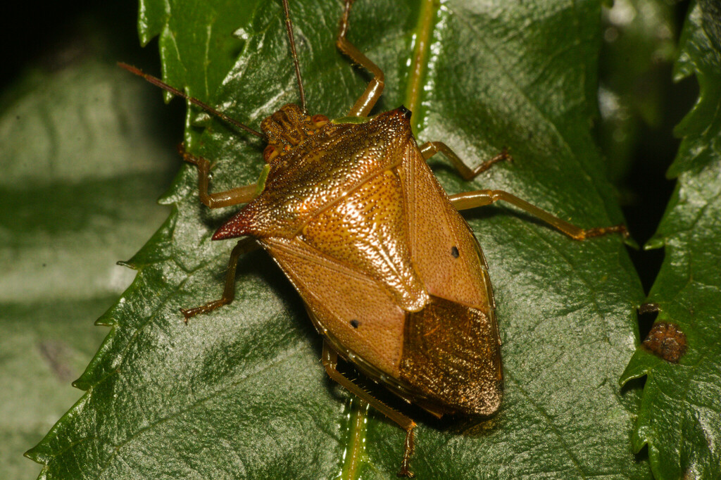 Podisus crassimargo