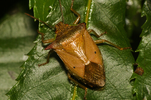 Podisus crassimargo