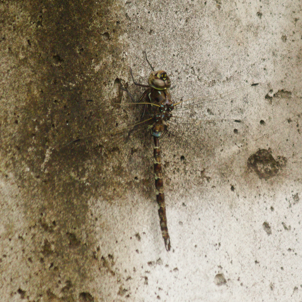 Rhionaeschna brasiliensis