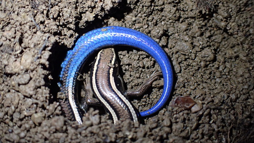 iNaturalist observation photo of Western Skink