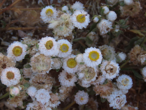 Wild Everlasting