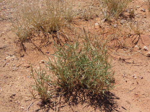 buffelgrass