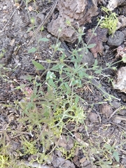 Allophyllum integrifolium