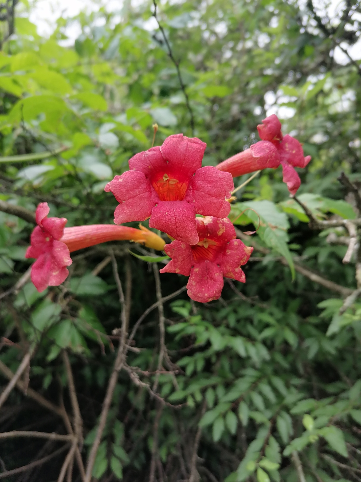 Imagem de Trombeta-chinesa