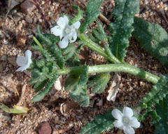 Anchusa crispa, photograph author not stated, no rights reserved