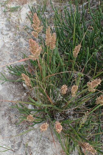 Image of Tribolium hispidum by no rights reserved