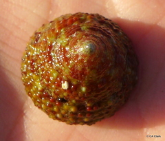 Trochus intextus