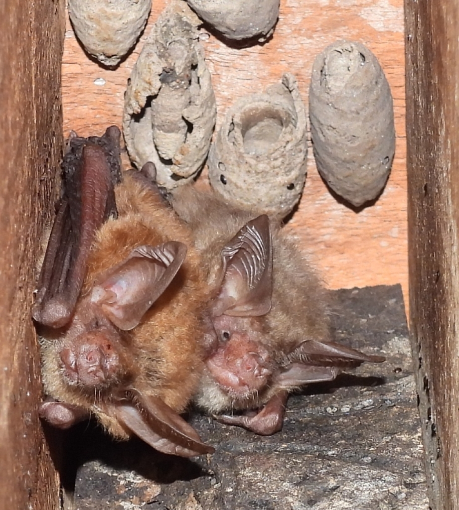 Pallid Long-Eared Bat