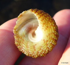 Trochus intextus