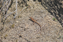 Podarcis muralis