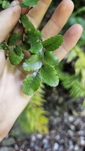 Nothofagus × apiculata (Nothofagus × apiculata)