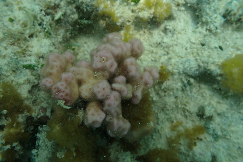 Psammocora stellata observed 2024-12-22