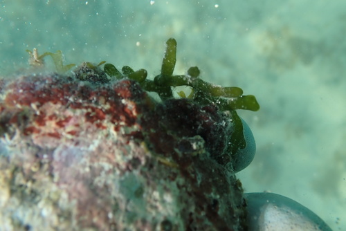 Codium edule observed 2024-12-22