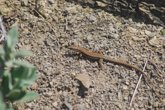Podarcis muralis