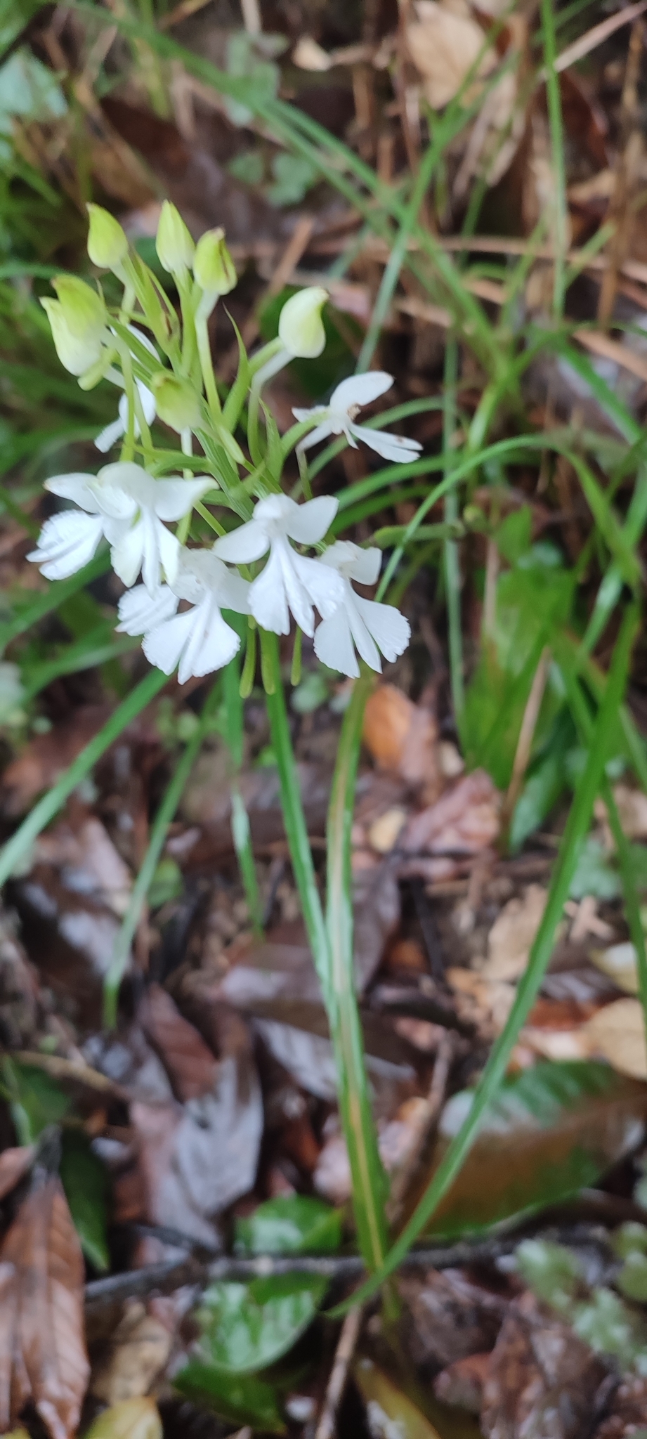 Habenaria dentata (Habenaria dentata)