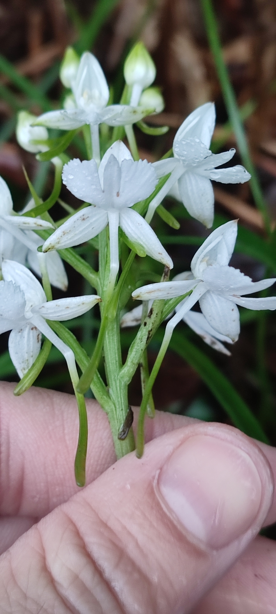 Habenaria dentata — ảnh 3