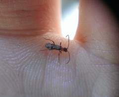 Nathrius brevipennis