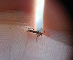 Nathrius brevipennis