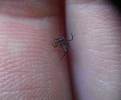 Nathrius brevipennis