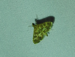 Sameodes