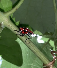 Lycorma delicatula