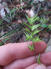 Chasmanthium ornithorhynchum