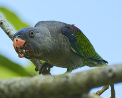 Blue-Rumped Parrot photo 3