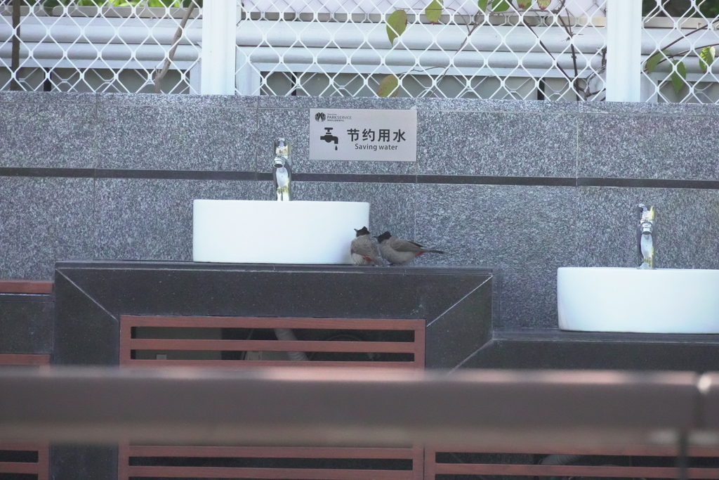 Sooty headed Bulbul From FXX3 M8G On December 20 2024 At Sooty headed bulbul from fxx3 m8g on december 20 2024 at