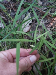 Chasmanthium ornithorhynchum
