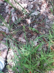 Chasmanthium ornithorhynchum