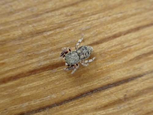 Oak Jumping Spider, 2036 GP Haarlem, Netherlands, photo 7 of 10