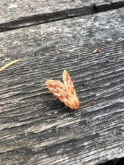 Lophocampa roseata