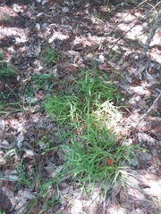 Chasmanthium ornithorhynchum