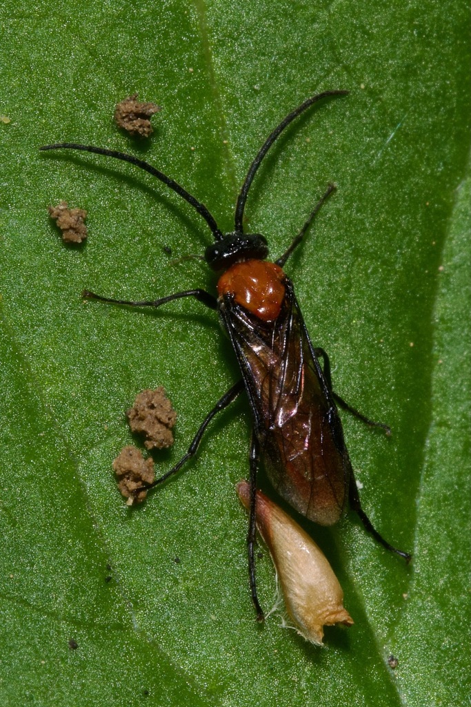 Nescianeura