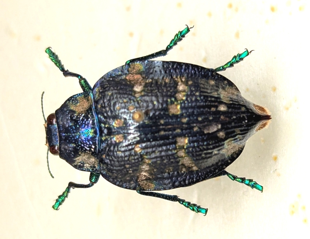 Polybothris