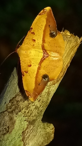 Pyrinia augustata