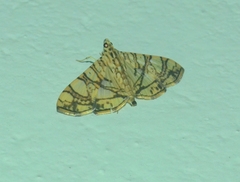 Glyphodes caesalis