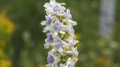 Delphinium carolinianum virescens