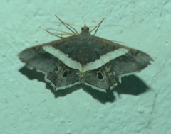 Chiasmia nora