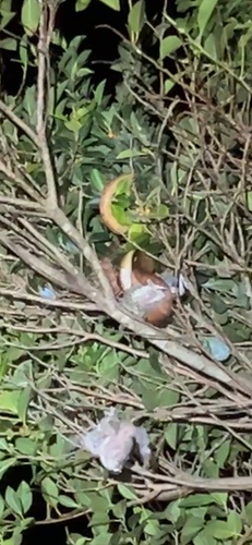 Brown Tree Snake sighting